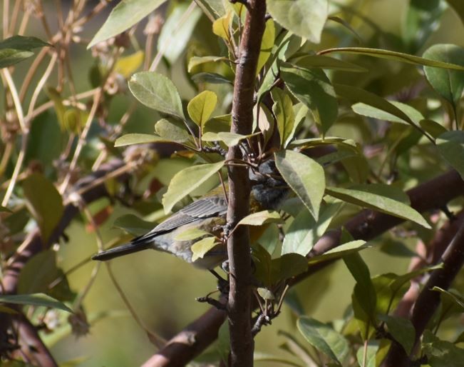 Gray-hooded Sierra Finch - ML444939201