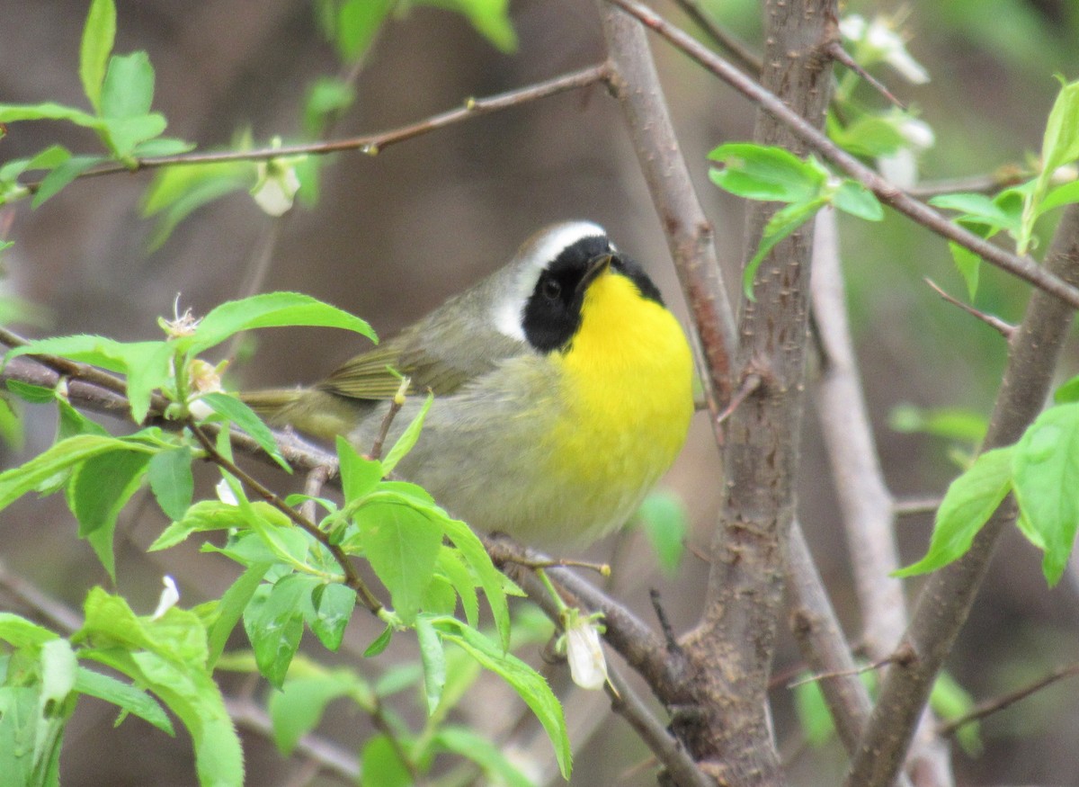 Common Yellowthroat - ML444939861