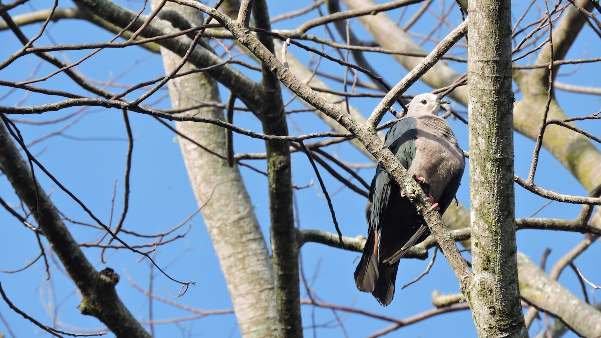Pacific Imperial-Pigeon - ML444942821