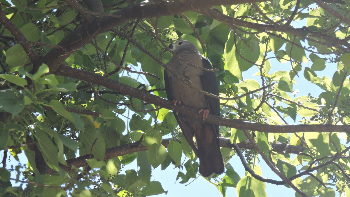 Pacific Imperial-Pigeon - ML444943281