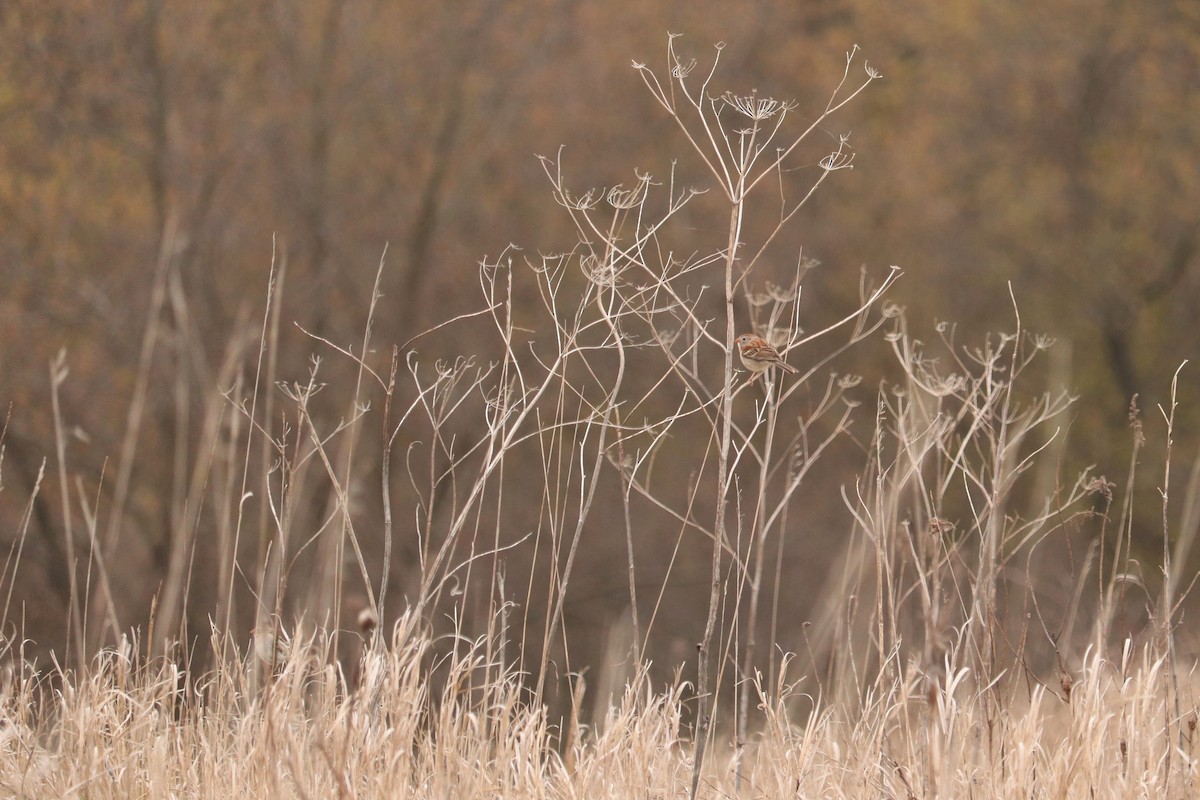 Field Sparrow - ML444943961