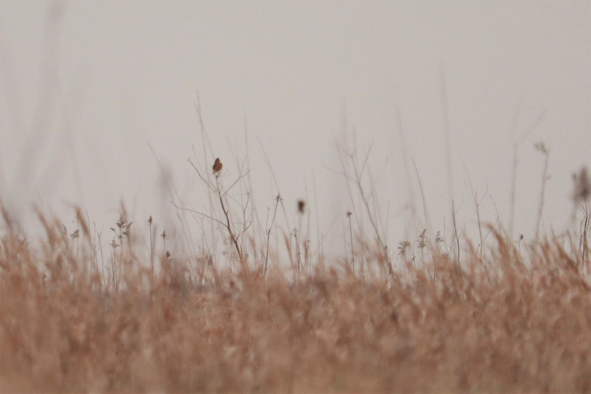 Henslow's Sparrow - ML444943971