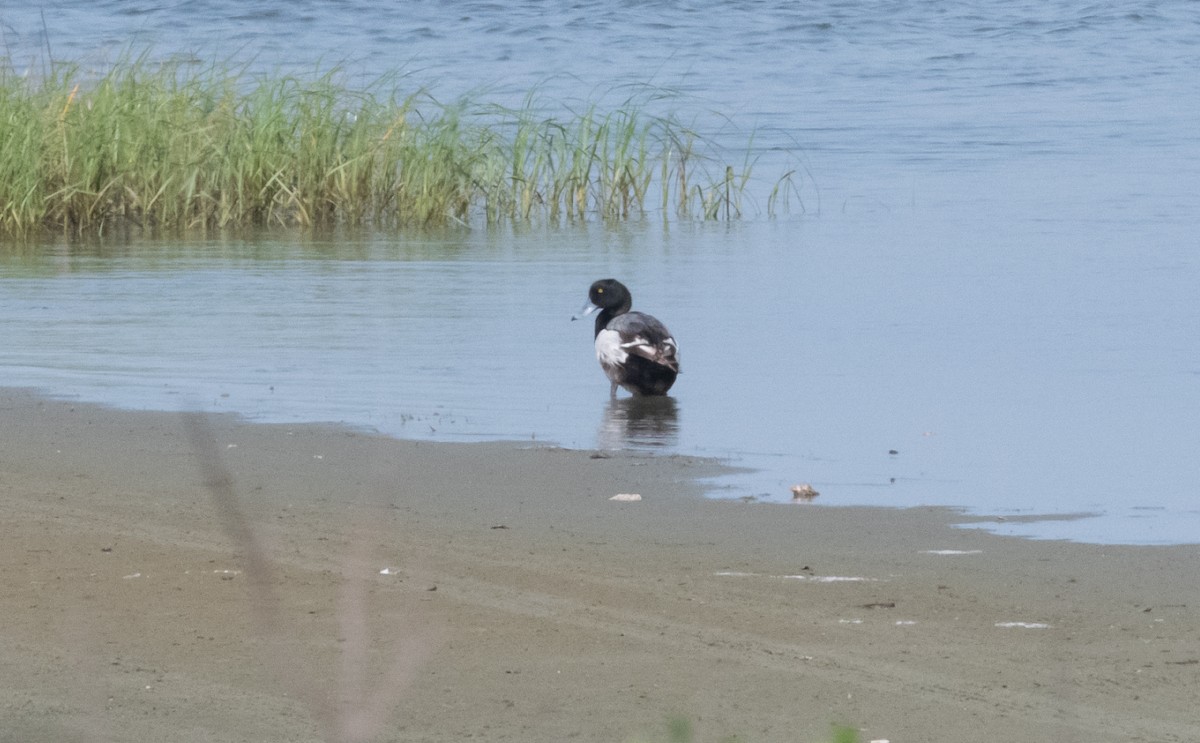 Greater Scaup - ML444945291