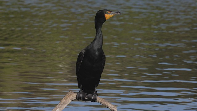 Double-crested Cormorant - ML444945561