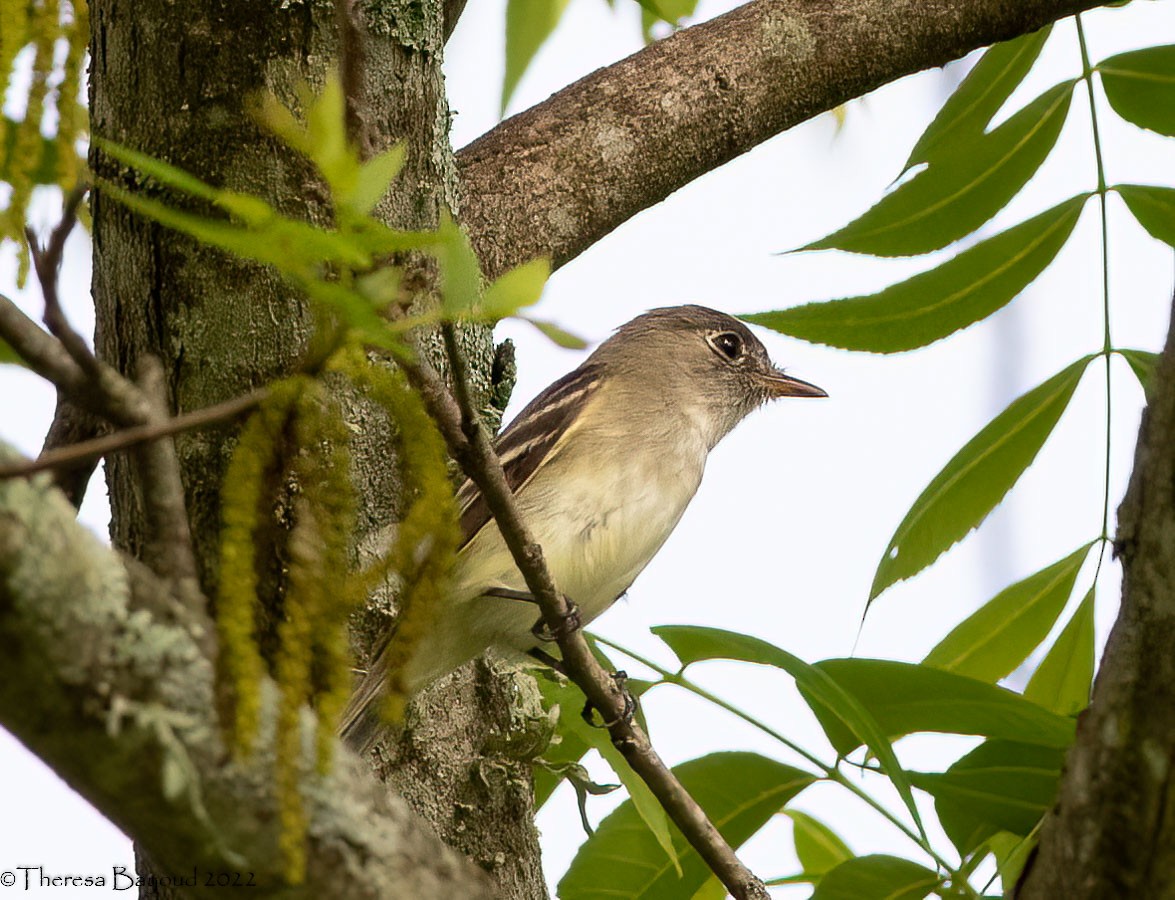 Alder Flycatcher - ML444945611