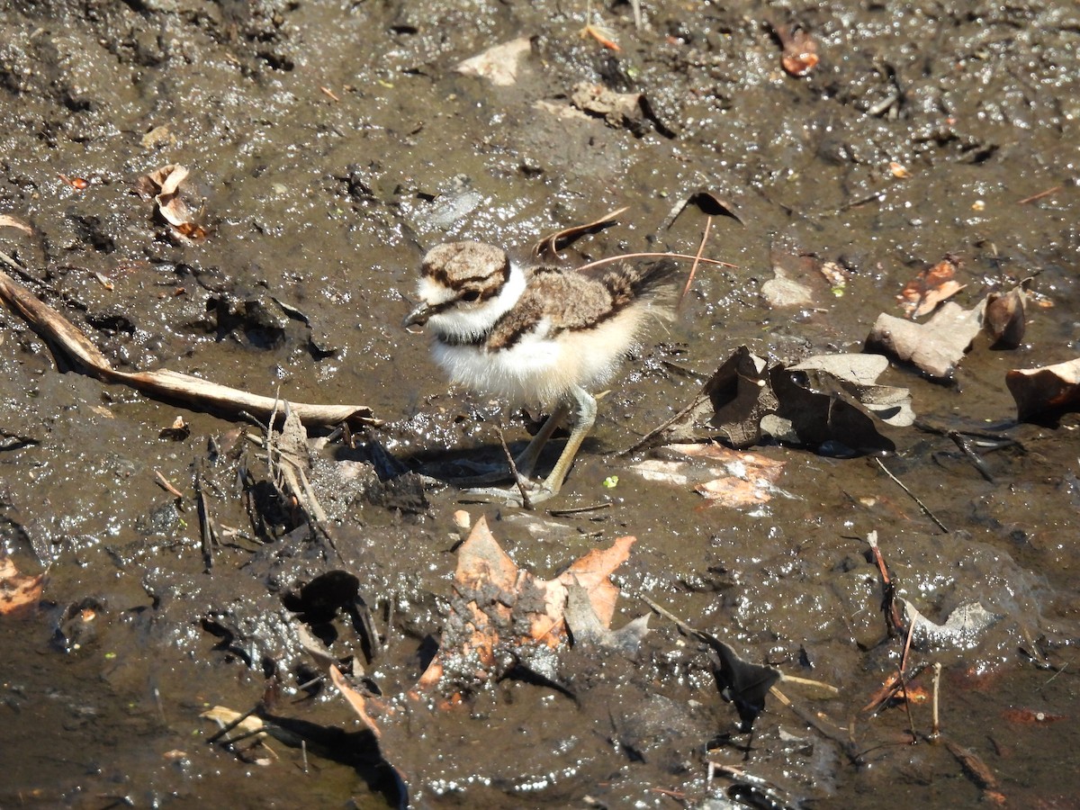 Killdeer - ML444945671