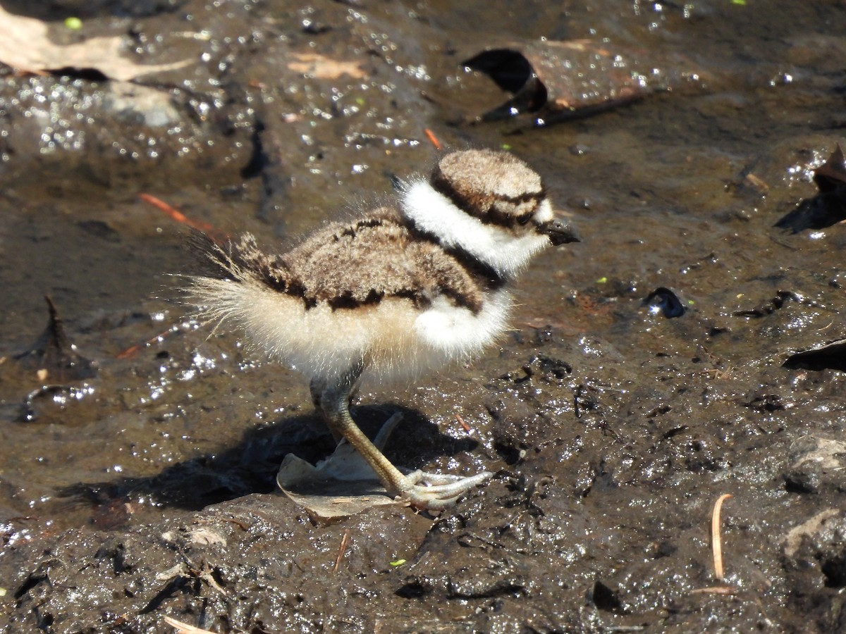 Killdeer - Kathleen Coyle