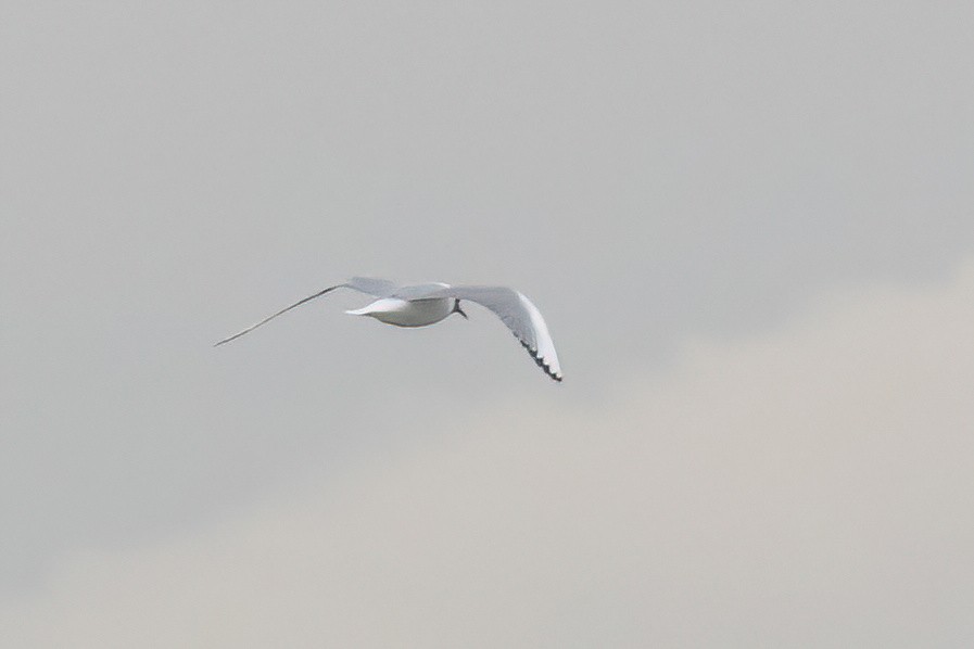 Gaviota de Bonaparte - ML444946141