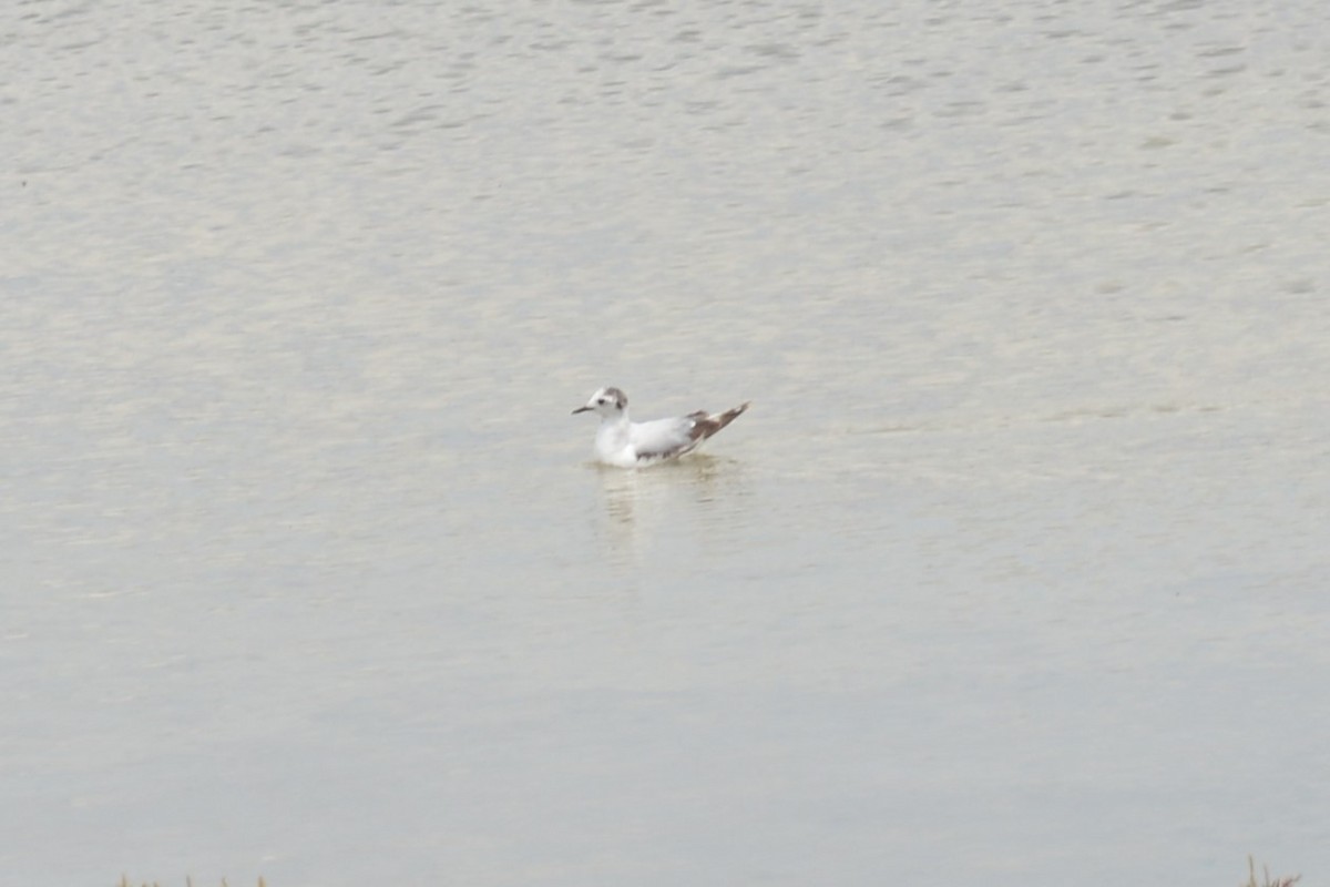 Little Gull - ML444947121