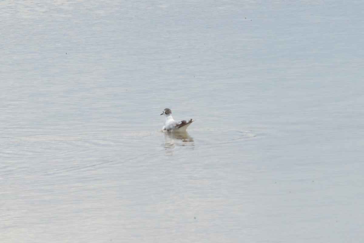 Mouette pygmée - ML444947131