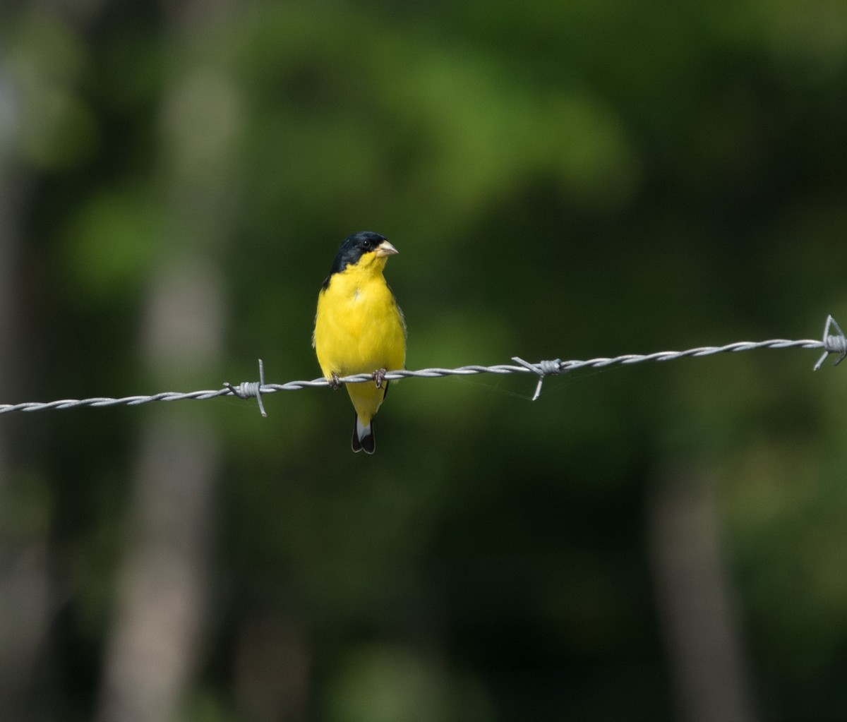 Lesser Goldfinch - ML444947621