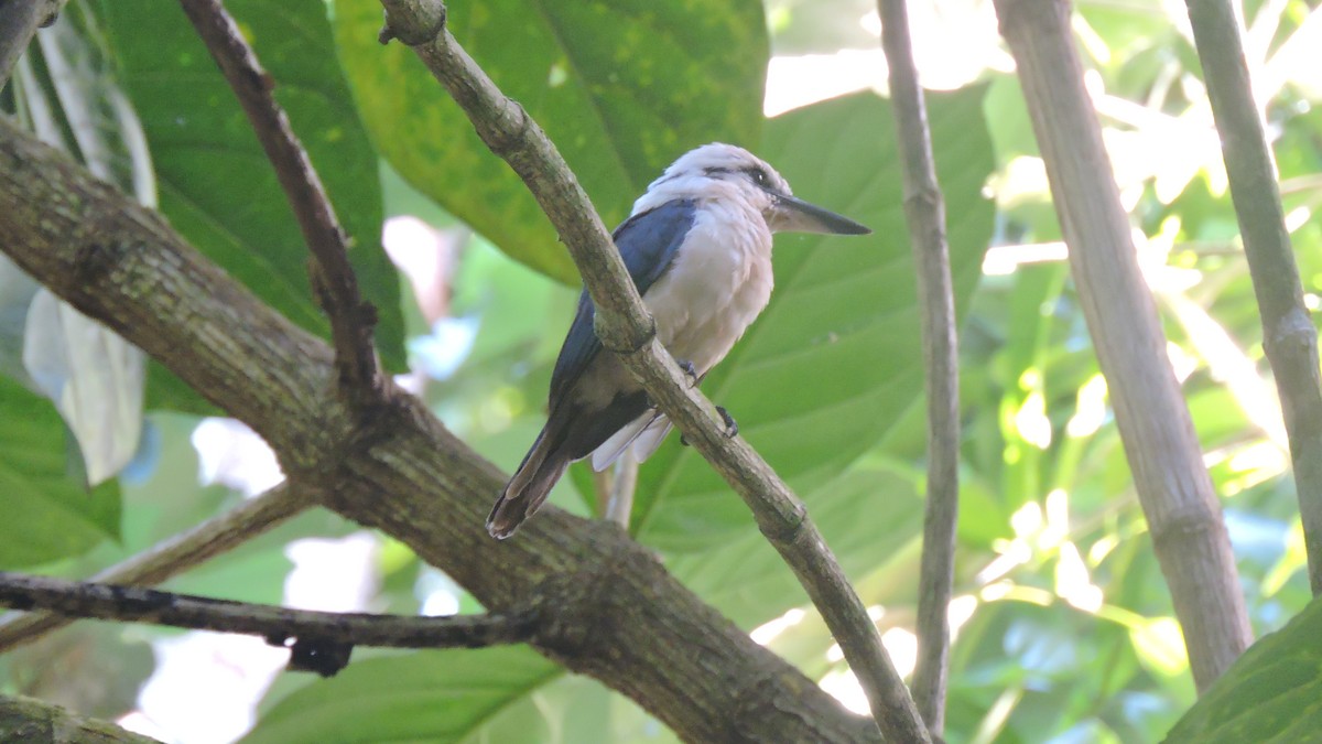 Chattering Kingfisher - ML444948001