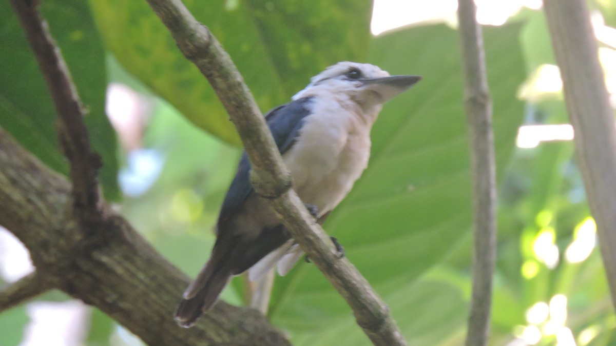 Chattering Kingfisher - ML444948231