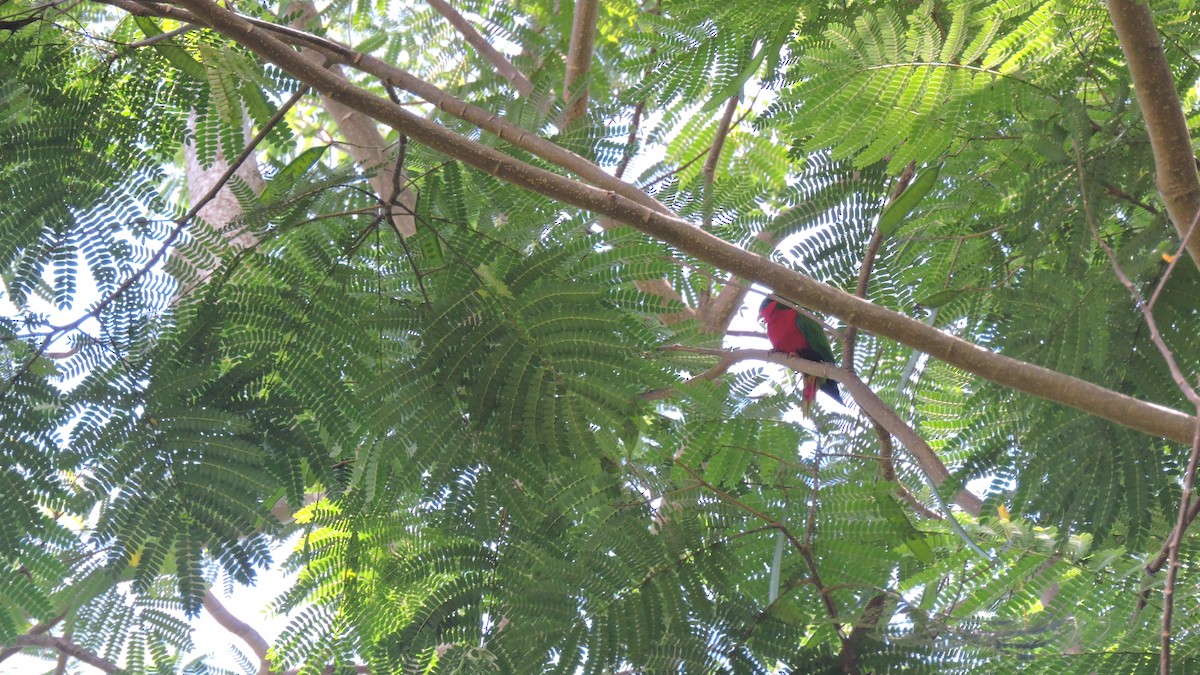 Kuhl's Lorikeet - ML444948471