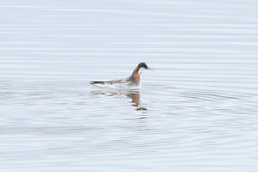 Red-necked Phalarope - ML444948961