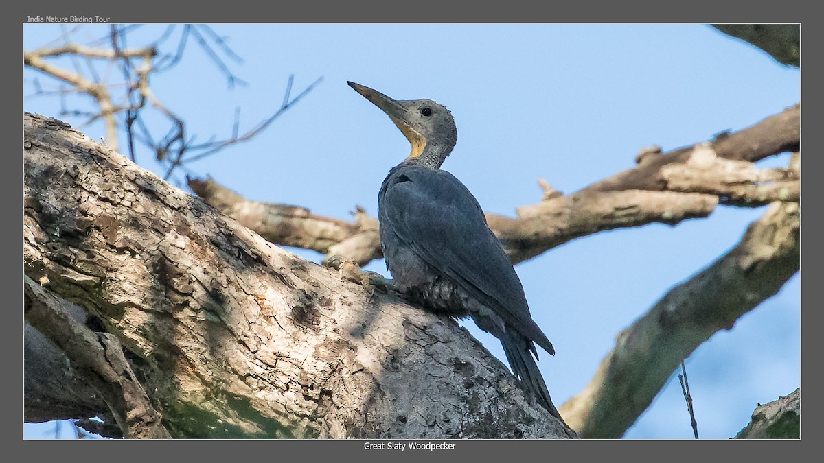 Great Slaty Woodpecker - John Thompson
