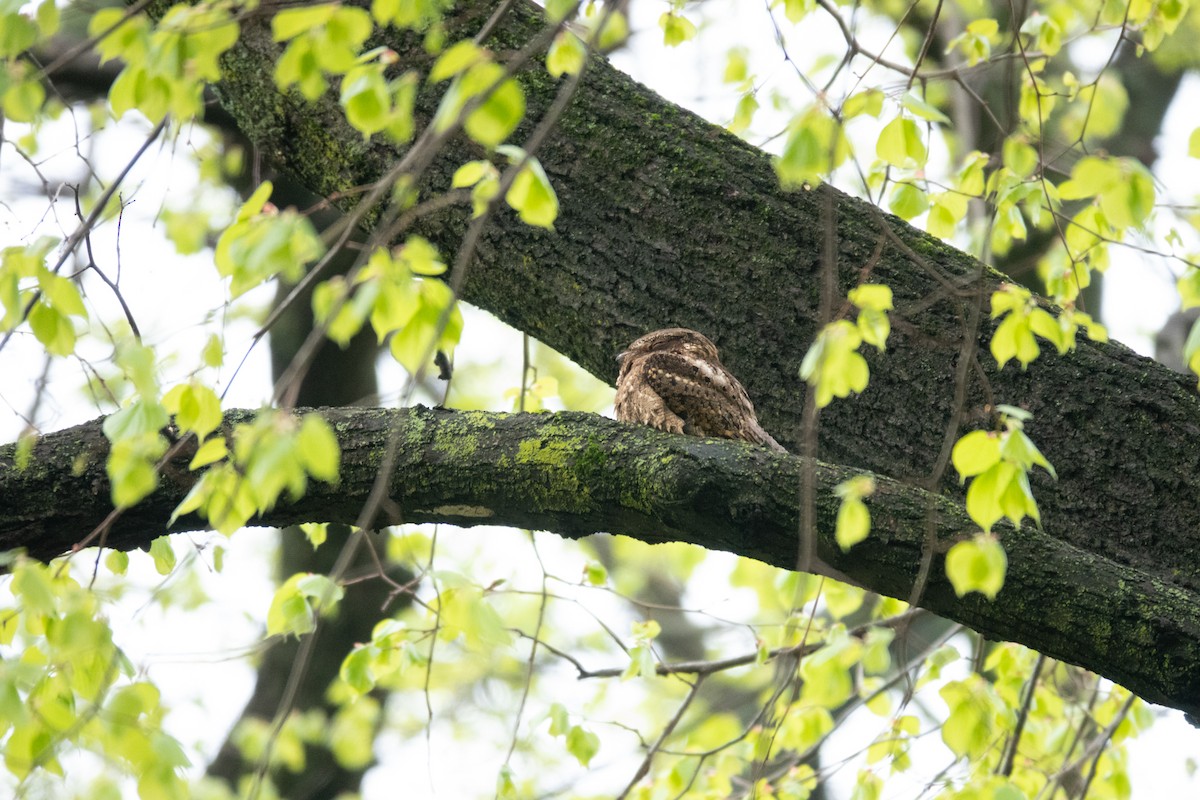 Chuck-will's-widow - ML444949341