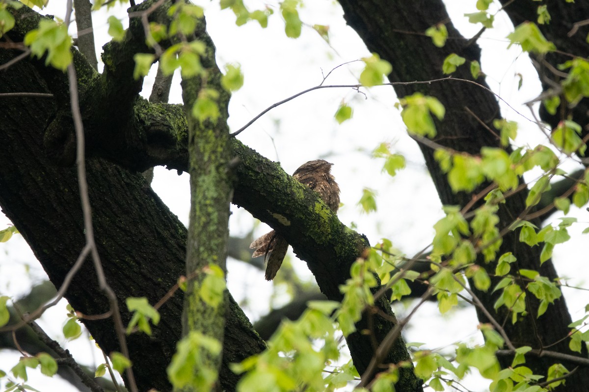 Chuck-will's-widow - ML444949371