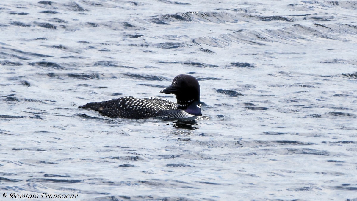 Common Loon - ML444950751