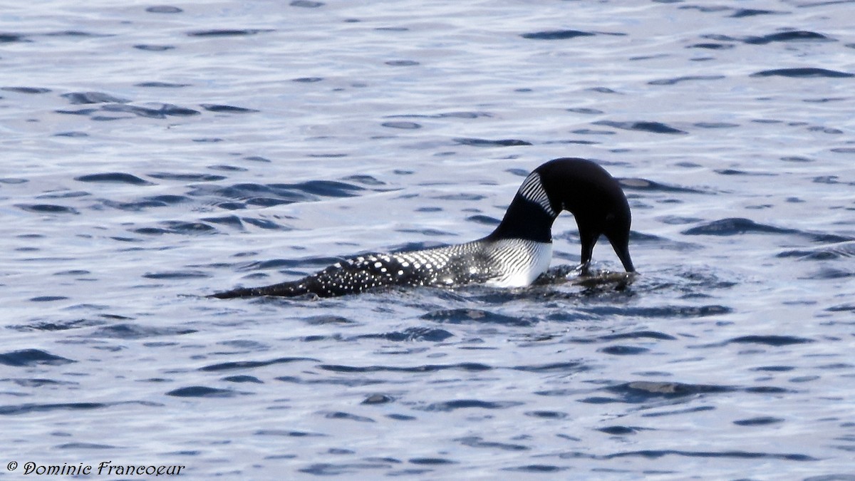 Common Loon - ML444950761