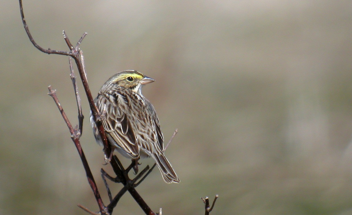 Savannah Sparrow (Savannah) - ML44495151