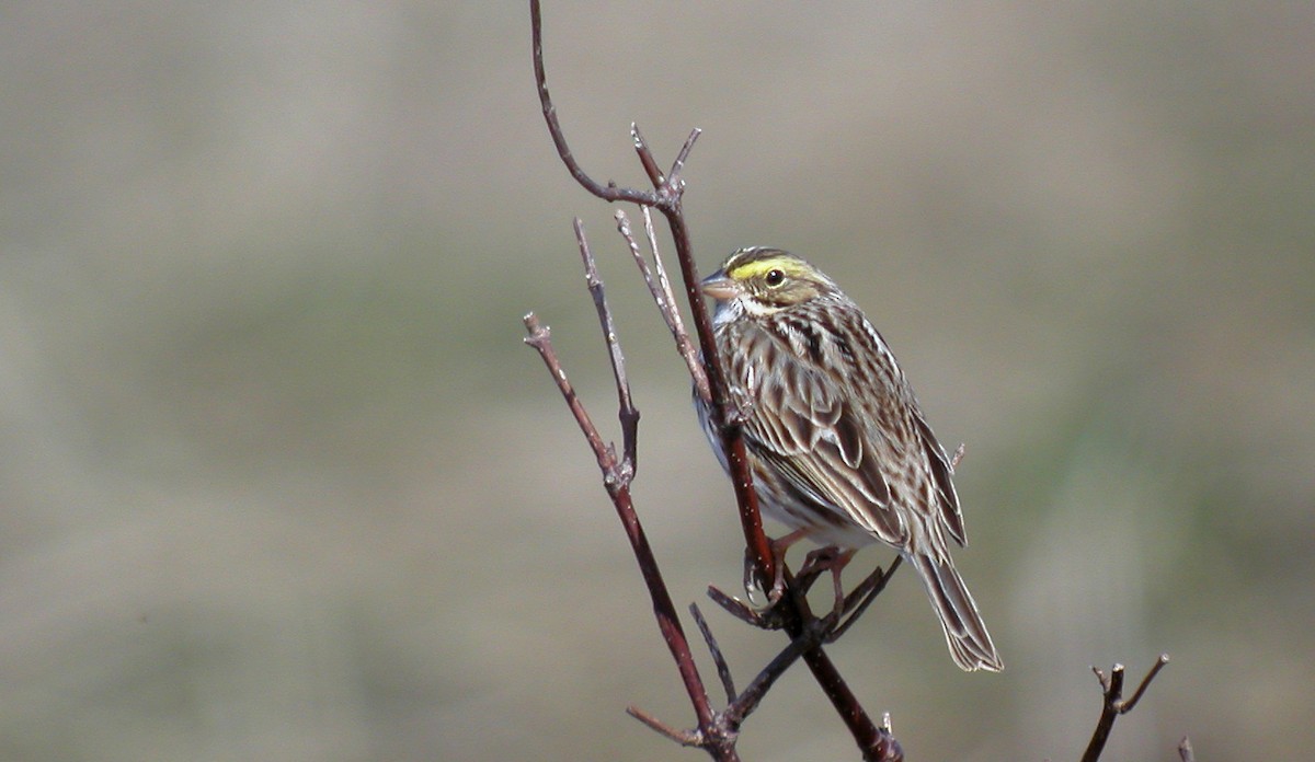 Savannah Sparrow (Savannah) - ML44495161