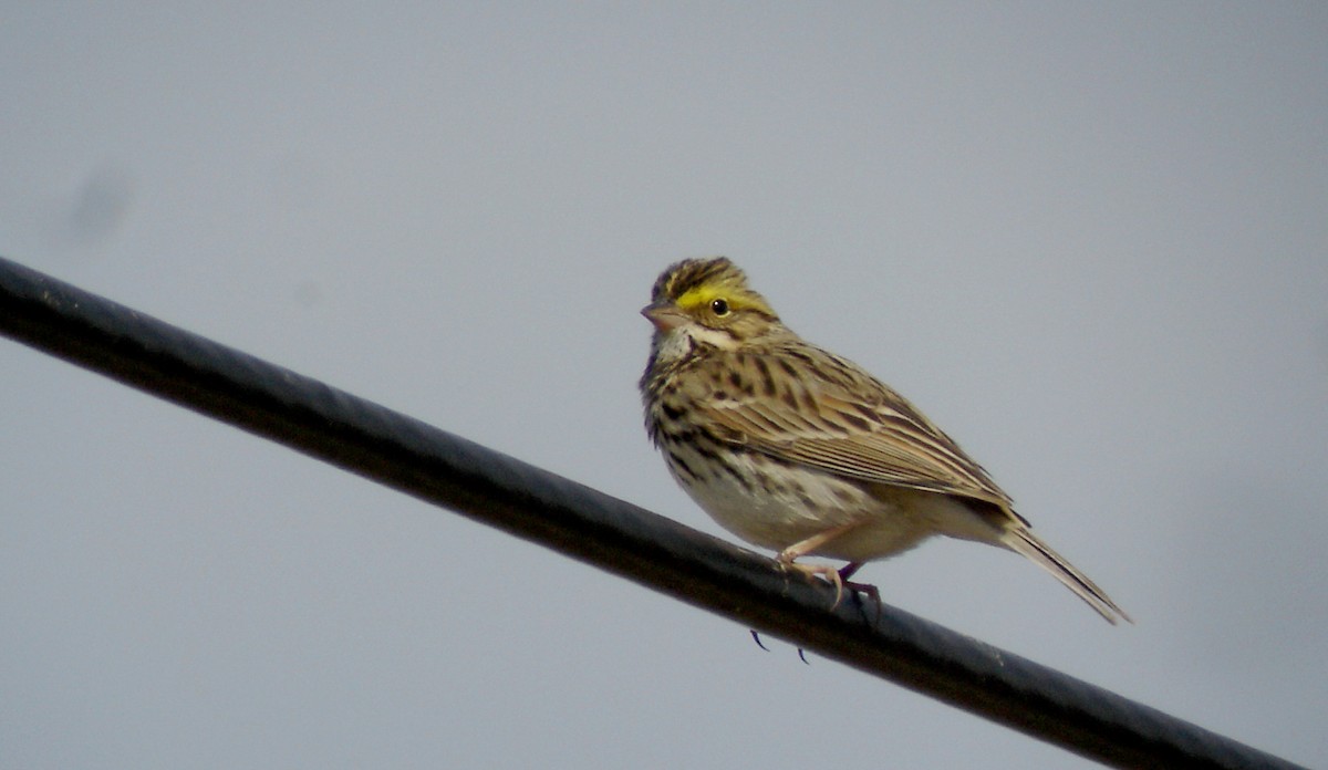 Savannah Sparrow (Savannah) - ML44495321