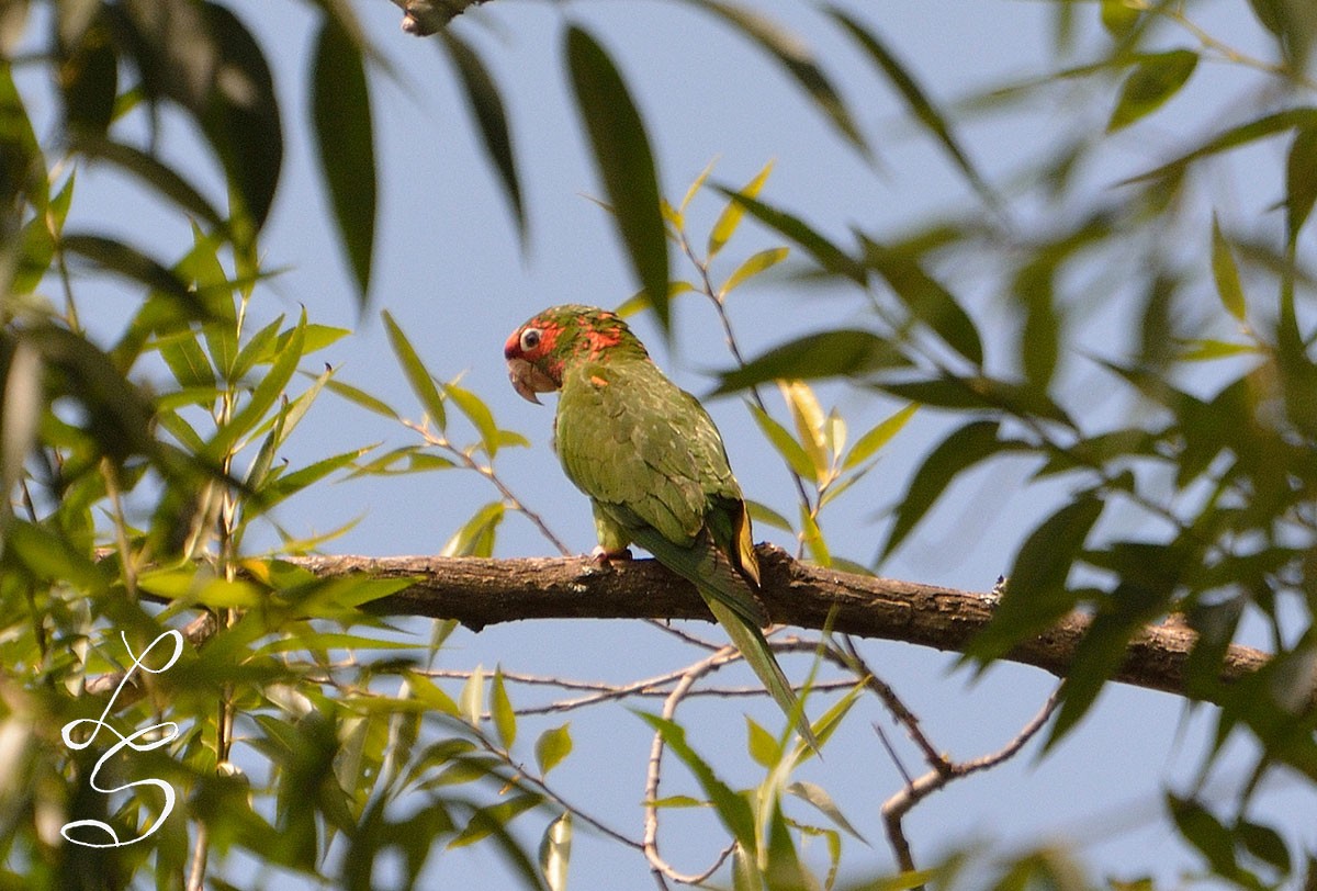 Mitred Parakeet - ML44495381