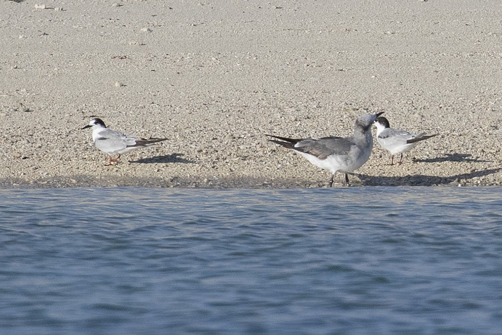 Common Tern - ML444957081