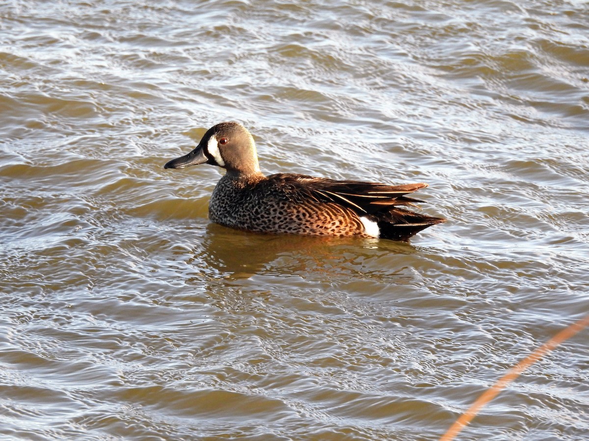 Blue-winged Teal - ML444957401