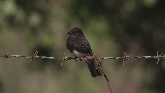 Чёрный фиби [группа nigricans] - ML444957701