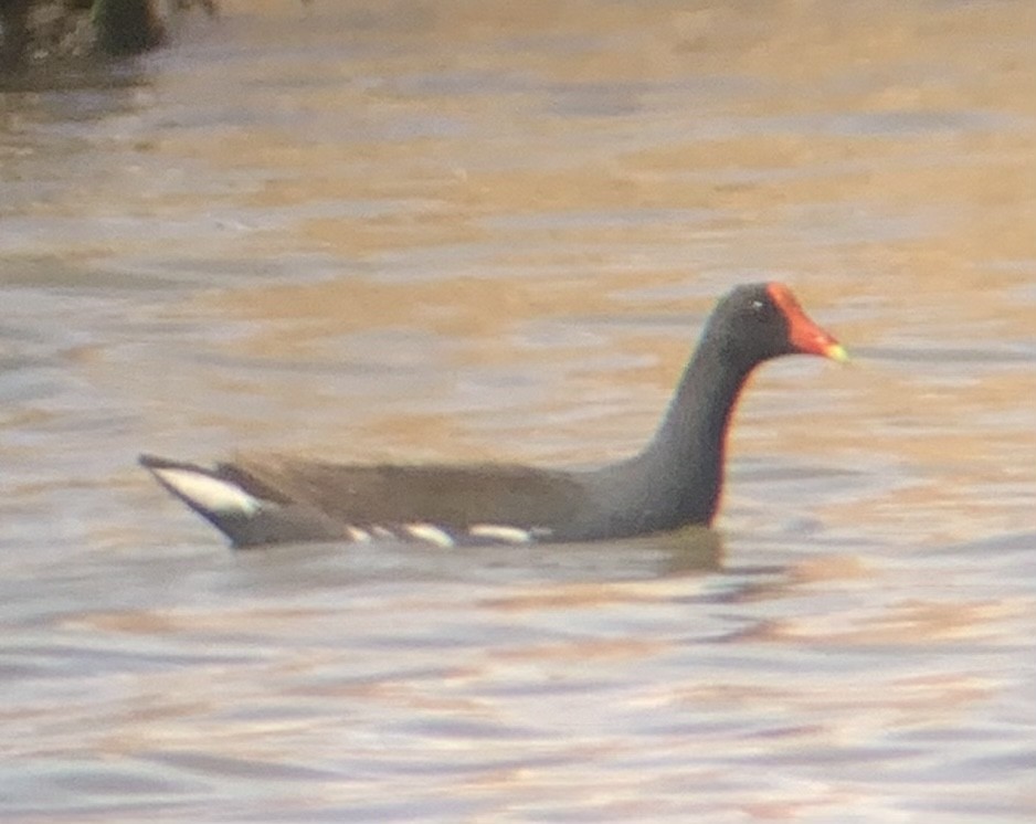Common Gallinule - ML444959141