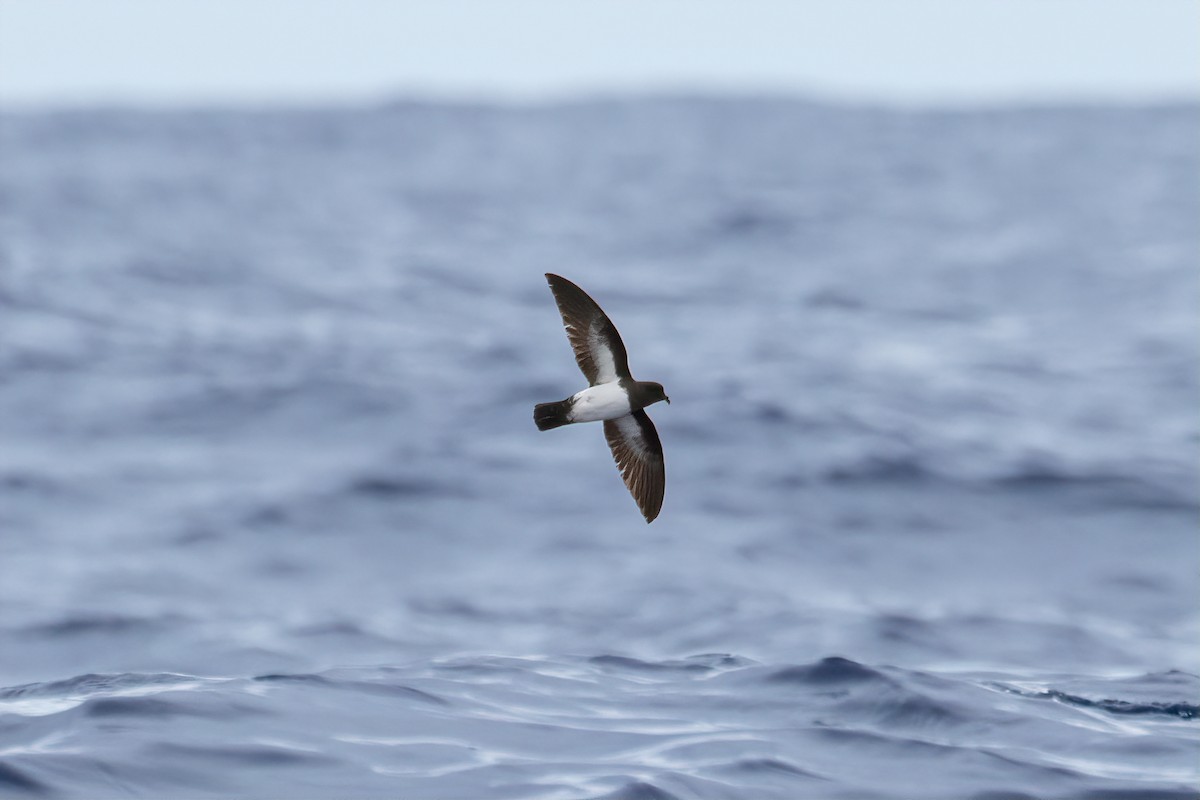 White-bellied Storm-Petrel - Kye Turnbull