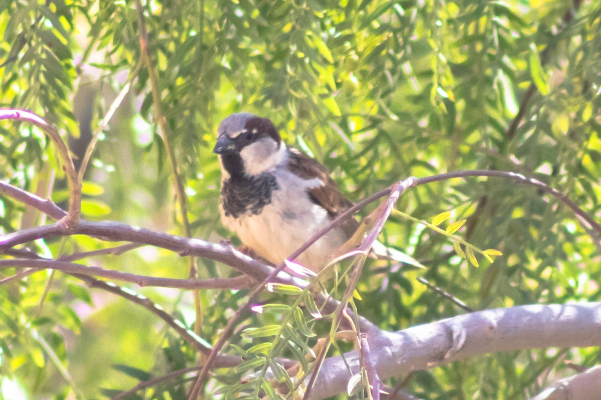 House Sparrow - ML444960111