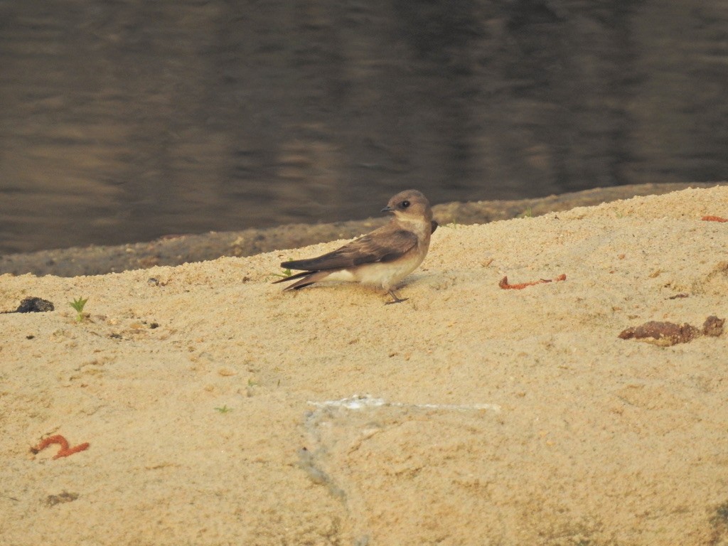 Northern Rough-winged Swallow - ML444961121