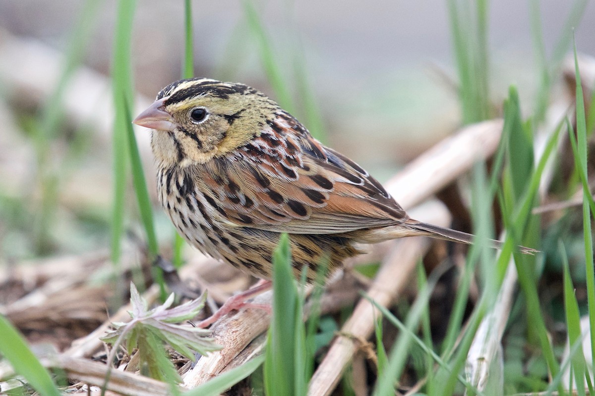 Henslow's Sparrow - ML444962691