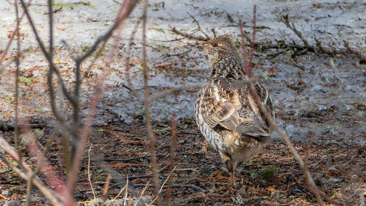 Ruffed Grouse - ML444962911