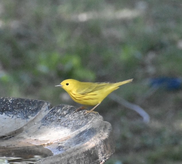 Yellow Warbler - Kerri sloan