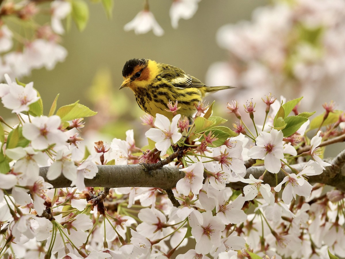 Cape May Warbler - Bill Massaro