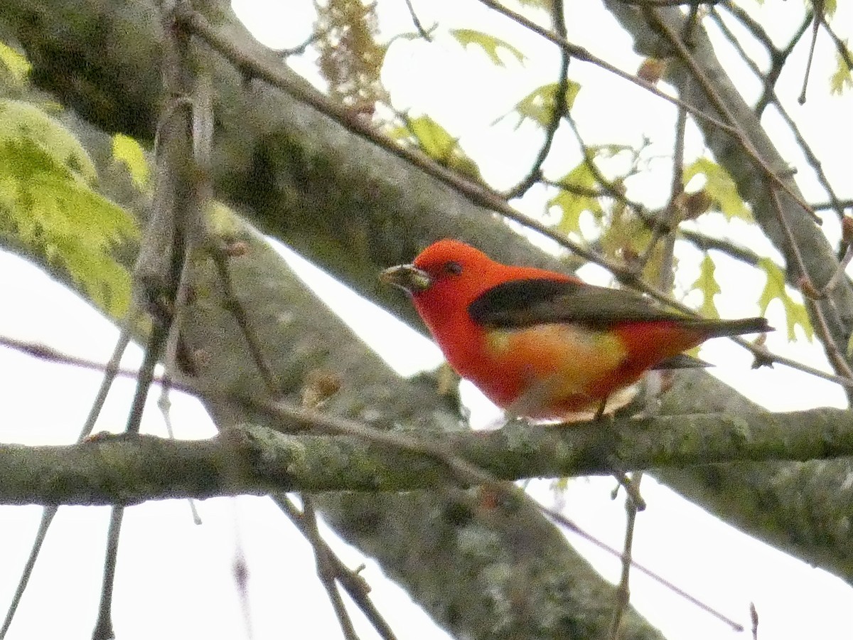 Scarlet Tanager - ML444966601