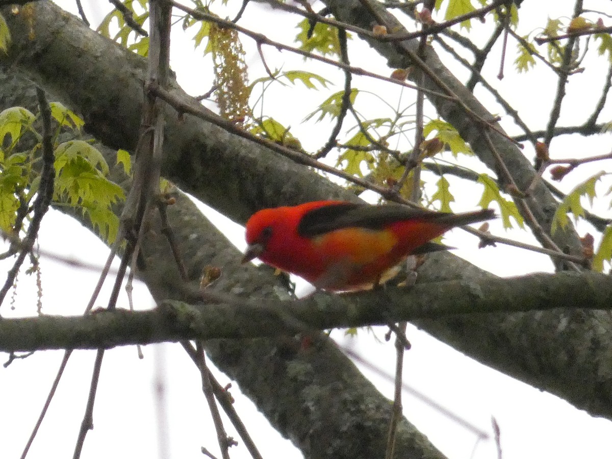 Scarlet Tanager - ML444966611