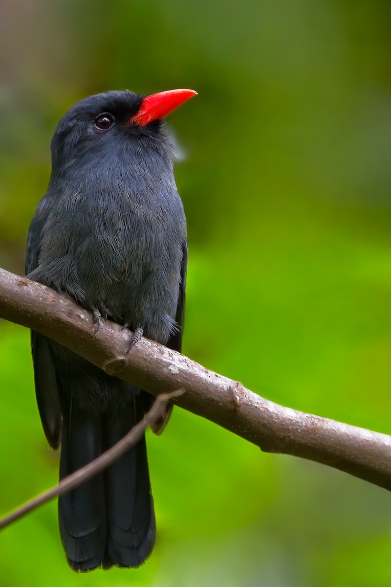 Black-fronted Nunbird - ML444967181