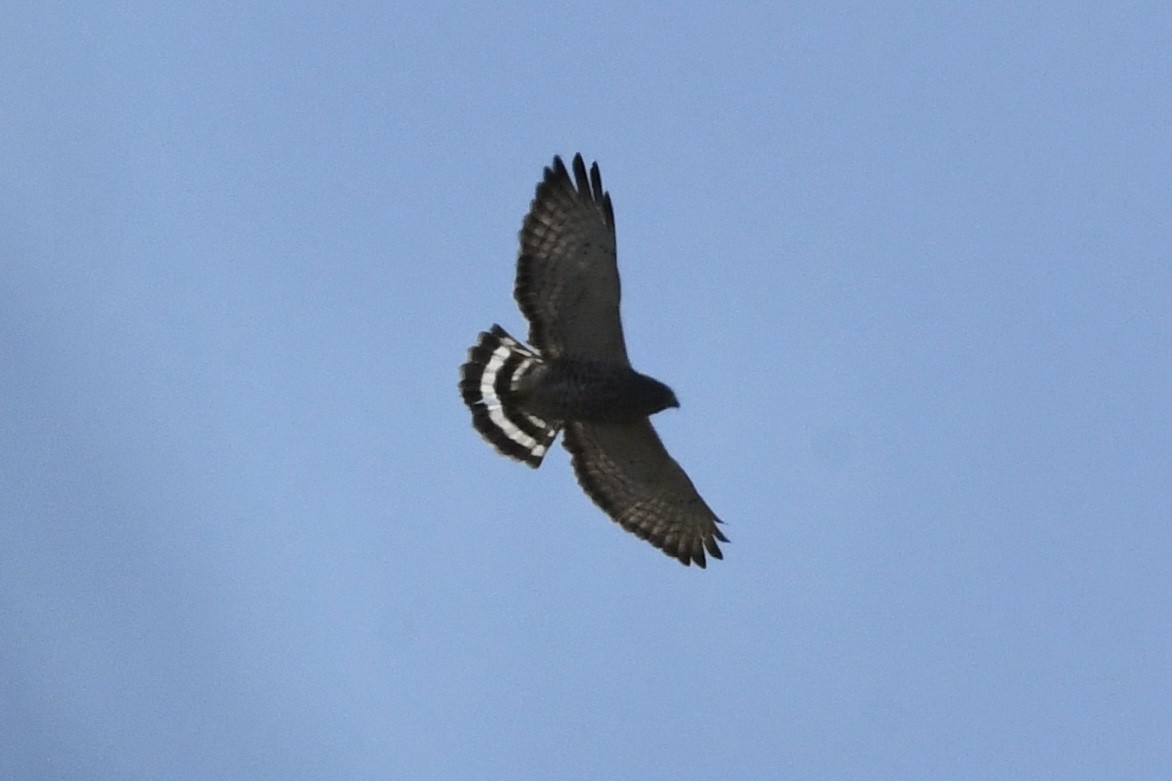 Broad-winged Hawk - ML444968701
