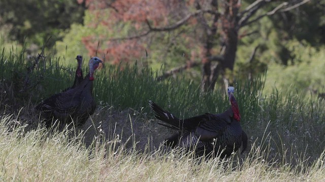 Wild Turkey - ML444970881