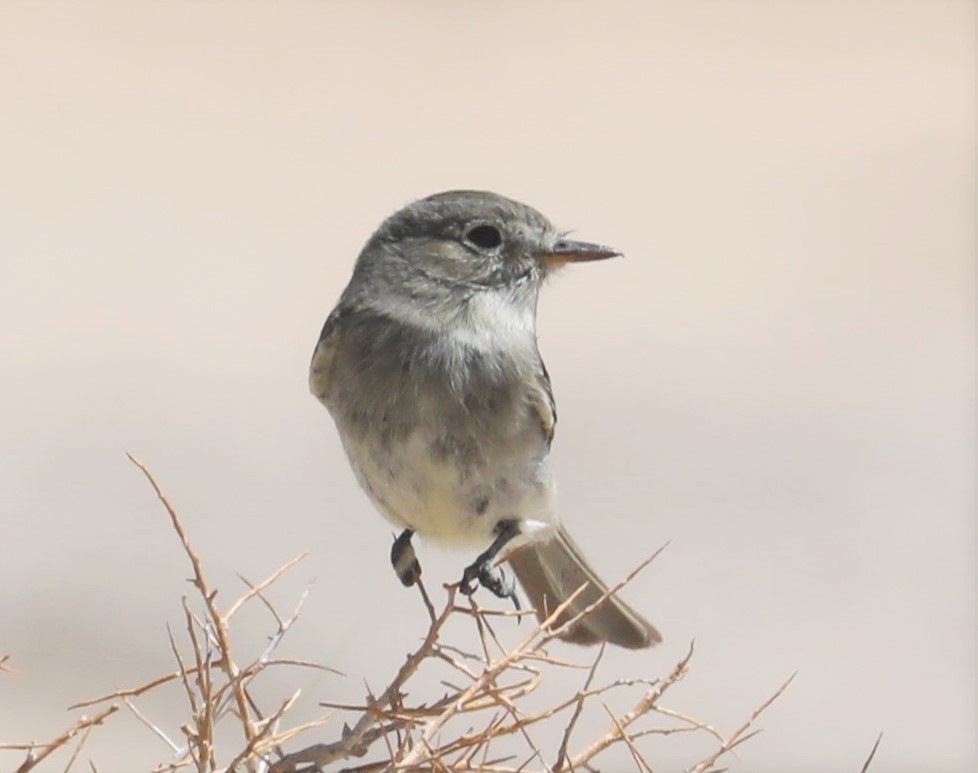 Gray Flycatcher - ML444972041