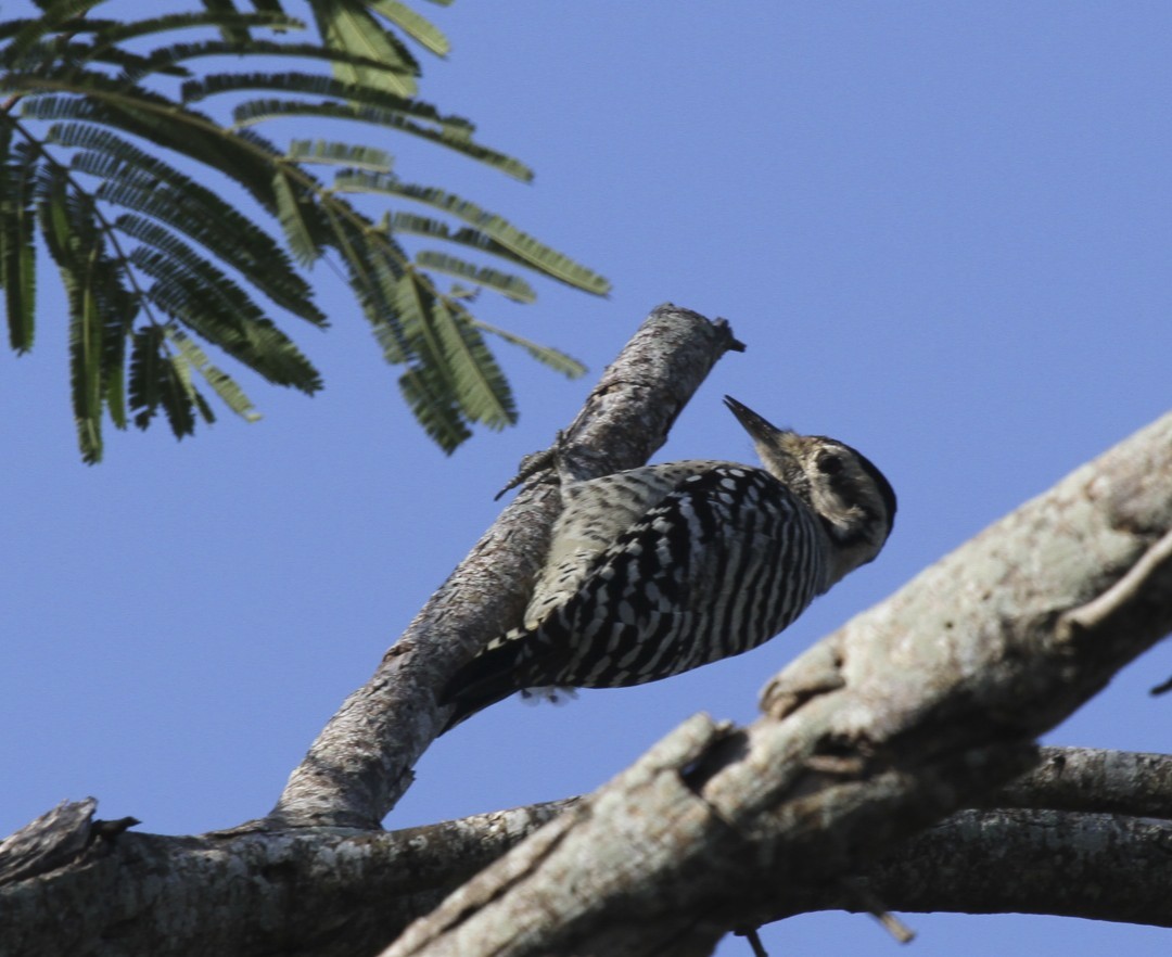 Ladder-backed Woodpecker - ML444973591