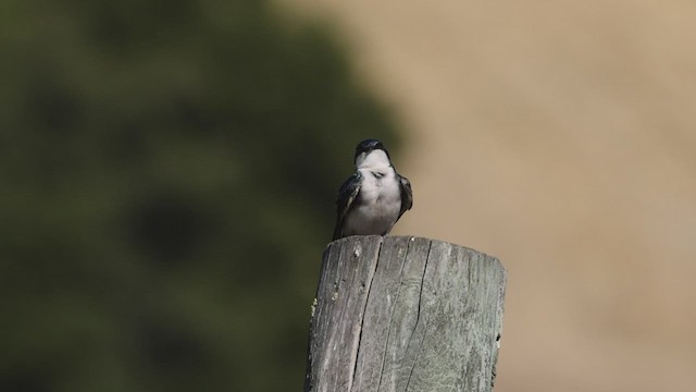 Tree Swallow - ML444974491