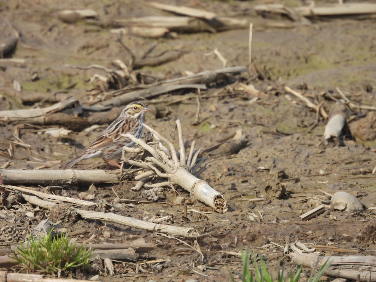 Savannah Sparrow - ML444974791