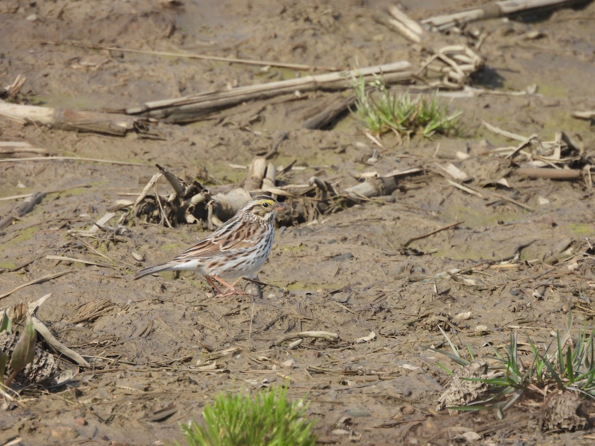 Savannah Sparrow - ML444974801