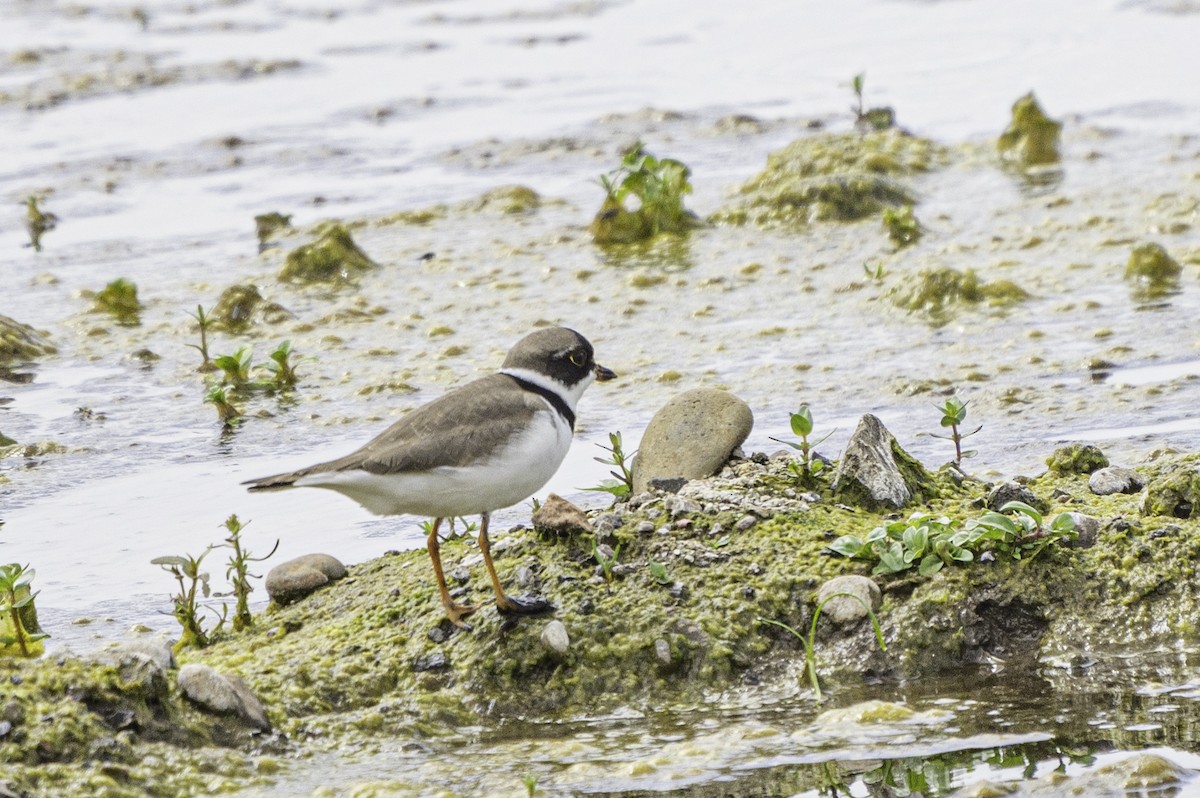 Semipalmated Plover - ML444977081